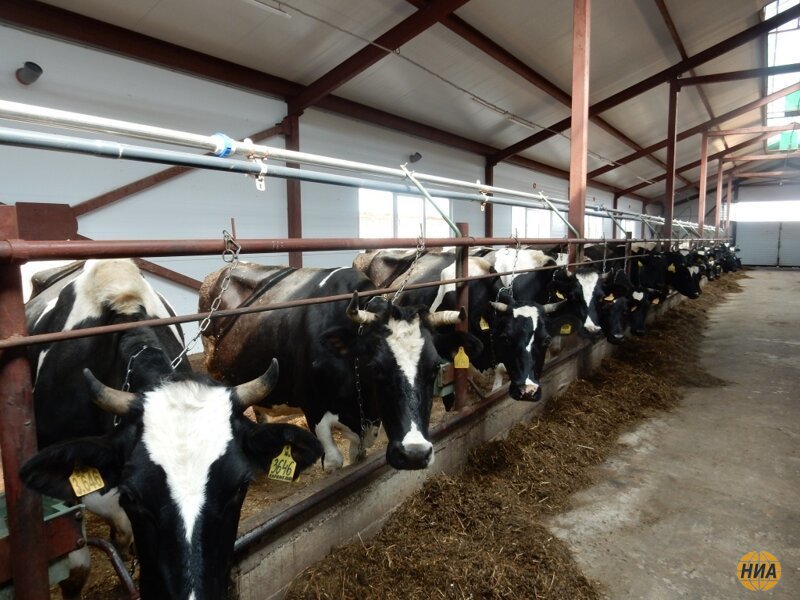 В Удмуртии открыли новую молочно-товарную роботизированную ферму